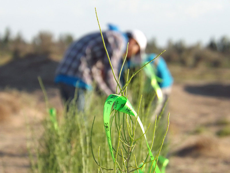 7��14����������ҁ��������֌���ٛ�ߵľG�z��ϵ�������ϡ�����ͽz����ꖹ����ҫ���W���Gɫ�Ĺ�â��