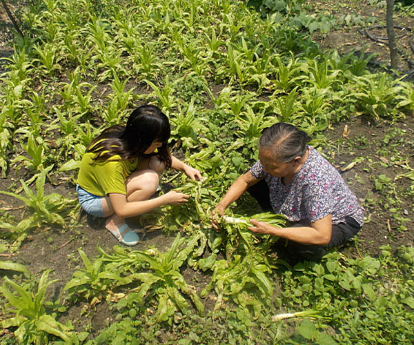 ��������æ�_�y��ժ�Ĳ˲��ϸ�ժ��Ч�ʵ�����(j��ng)�^(gu��)������Ϥ��ָ��(d��o)���ܿ��(du��)�T���M(j��n)���ˠ�B(t��i)��