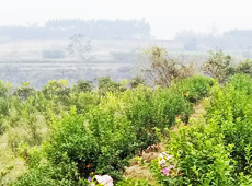 �������ܵ��l(xi��ng)�����ǰ���ӷ��s����������ؚ�F����С����ͨ�^���������(y��u)���Ľ�(j��ng)��(j��)��������׃��ؚ�F��ò������̽۴��S�գ���ɵ��r(n��ng)��@�����S������롭