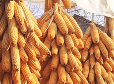 �Ŵ���������֮����