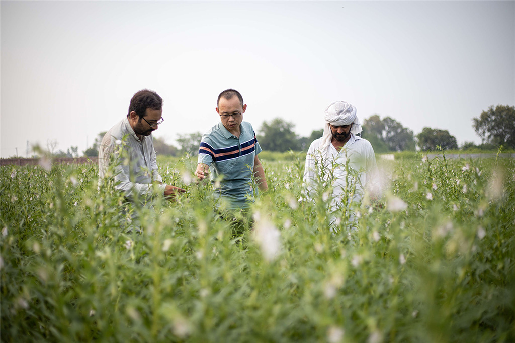 中巴經濟走廊農業(yè)合作中心芝麻種植園（拉合爾）。（人民網記者 薛丹攝）