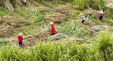 廣西蒙山：採收甘蔗