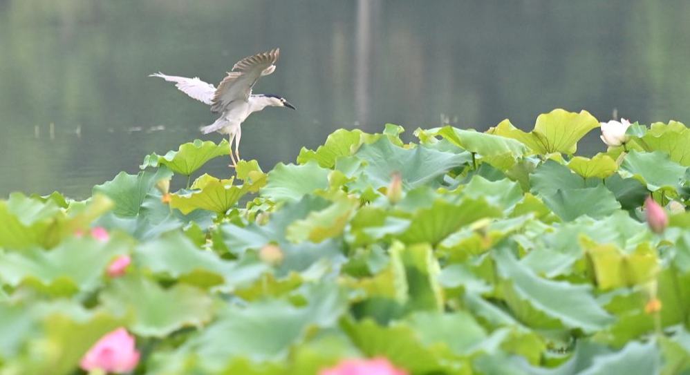 夏日荷花別樣嬌